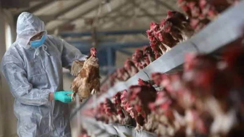 ولاية أميركية تسجل إصابتين بشريتين جديدتين بإنفلونزا الطيور
