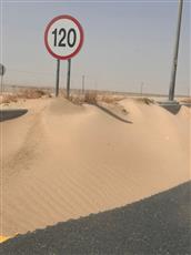 مواطن يوثق انتشار السافي بشكل مكثف على طريقي «الوفرة» و«أم صفق»