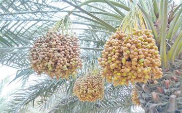الزراعة تعتمد صرف 1.5 دينار للنخيل المثمر للسنة المالية 2025-2026