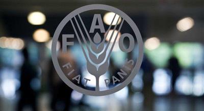 مدير فاو: 673 مليون إنسان ما زالوا يعانون من نقص في التغذية