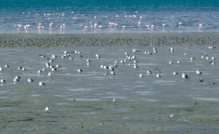 رصد 1406 طيور مختلفة في اليوم العالمي الشتوي لعد الطيور بشاطئ الصليبخات