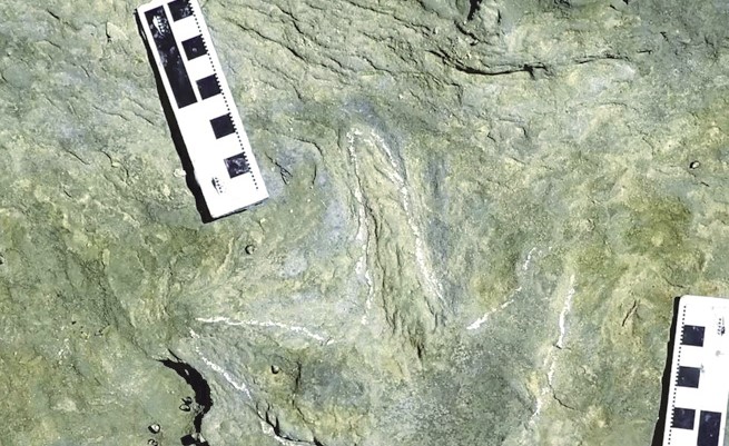 اكتشاف آثار ديناصورات بجنوب أفريقيا عمرها 132 مليون سنة