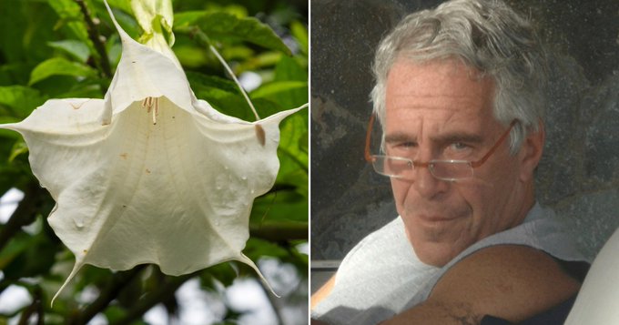 “نفس الشيطان”.. وثائق تكشف اهتمام إبستين بنبات سام يحول الضحايا إلى “زومبي”!