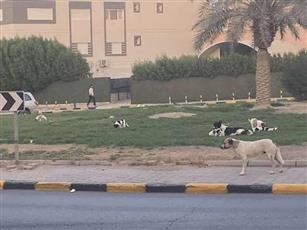 «الداخلية»: الحذر من الكلاب الضالة والتبليغ عن أماكن تجمعها